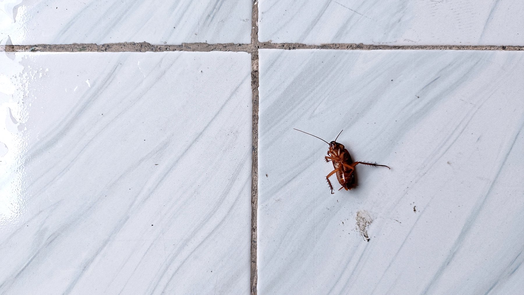 Las cucarachas ni se acercaran