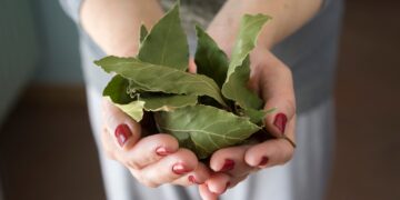 Debes poner una hoja de laurel debajo de tu almohada