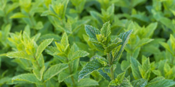 Hierve ramitas de menta en casa y lograrás todos estos beneficios.