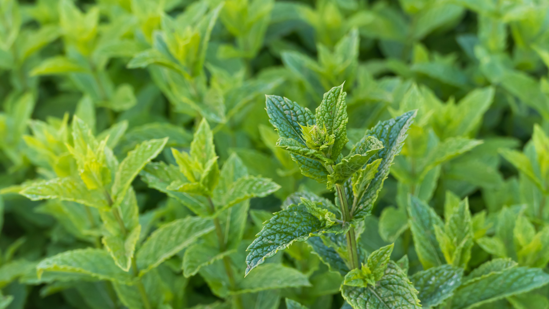 Hierve ramitas de menta en casa y lograrás todos estos beneficios.