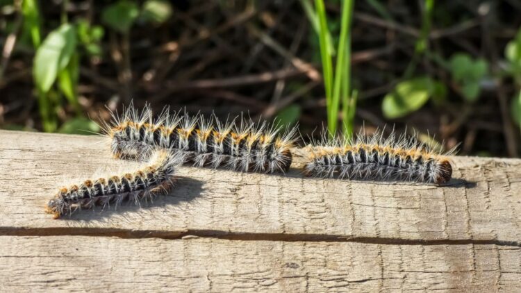 La temporada de la oruga procesionaria se adelanta: los veterinarios advierten de su peligro 1 La temporada de la oruga procesionaria se adelanta