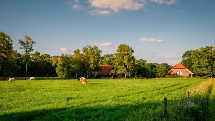 Confirmado: la IA podría transformar la ganadería ayudando a prevenir enfermedades en los animales de granja 1 Prevenir enfermedades en los animales de granja