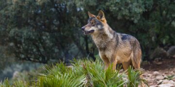 Ayudas a ganaderos para prevenir ataques de lobos con nuevas medidas