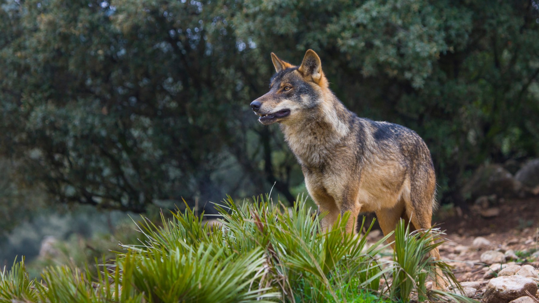 Ayudas a ganaderos para prevenir ataques de lobos con nuevas medidas