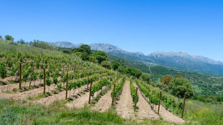 Es oficial: agricultores y ganaderos riojanos recibirán alivios fiscales históricos para impulsar el medio rural 1 Alivios fiscales históricos para impulsar el medio rural