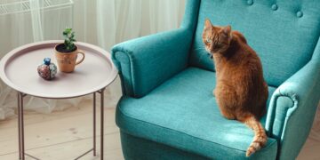 Si tu gato se sienta en tu sitio cuando vas al baño, no es para quitártelo