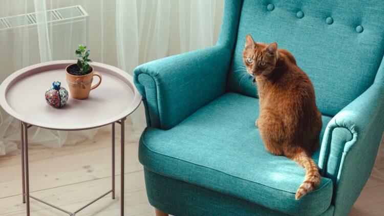 Si tu gato se sienta en tu sitio cuando vas al baño, no es para quitártelo: este es el verdadero motivo 1 Si tu gato se sienta en tu sitio cuando vas al baño, no es para quitártelo