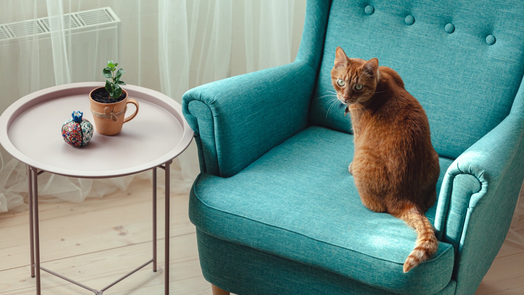 Si tu gato se sienta en tu sitio cuando vas al baño, no es para quitártelo