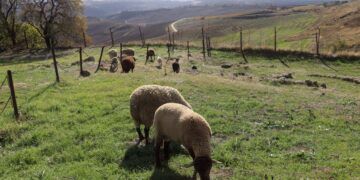 Es oficial: el SEPE lanza un nuevo curso subvencionado