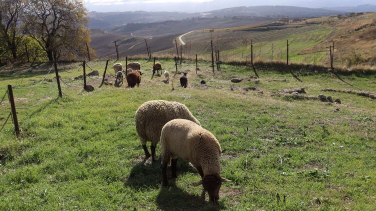 Es oficial: el SEPE lanza un nuevo curso subvencionado para trabajar en el campo con todas estas salidas laborales 1 Es oficial: el SEPE lanza un nuevo curso subvencionado