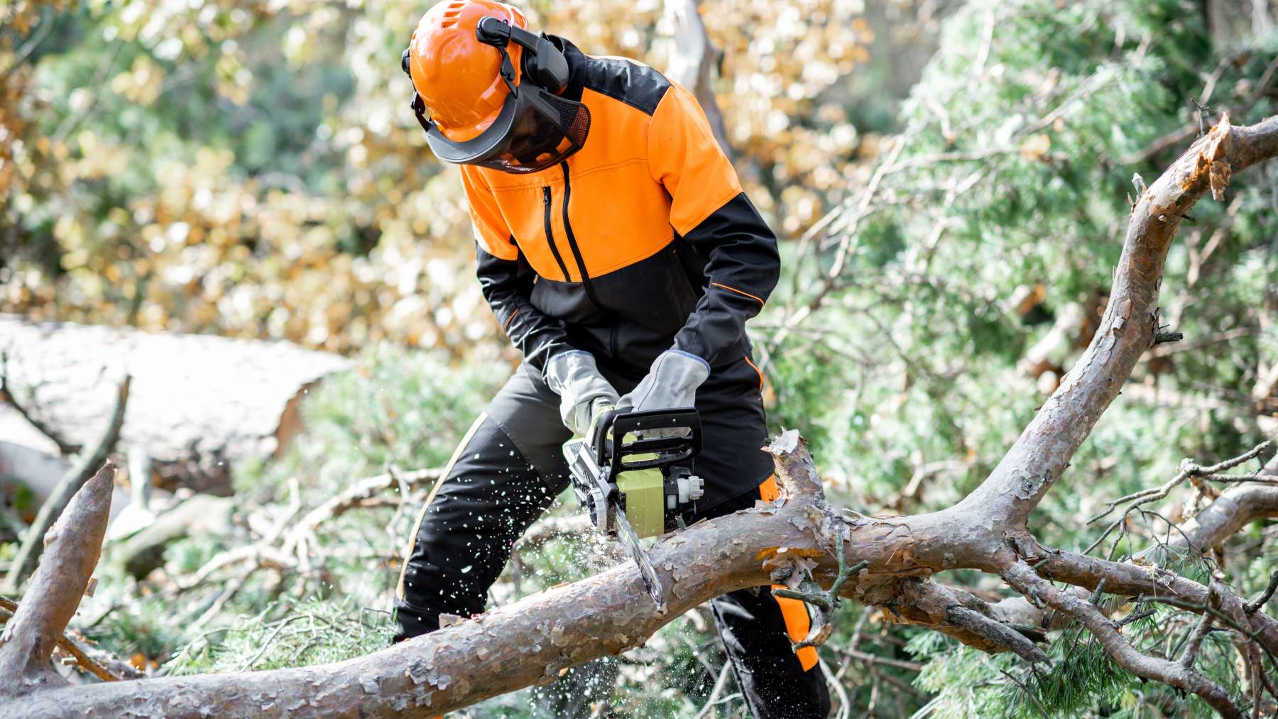 Puedes especializarte en el ámbito forestal de manera oficial