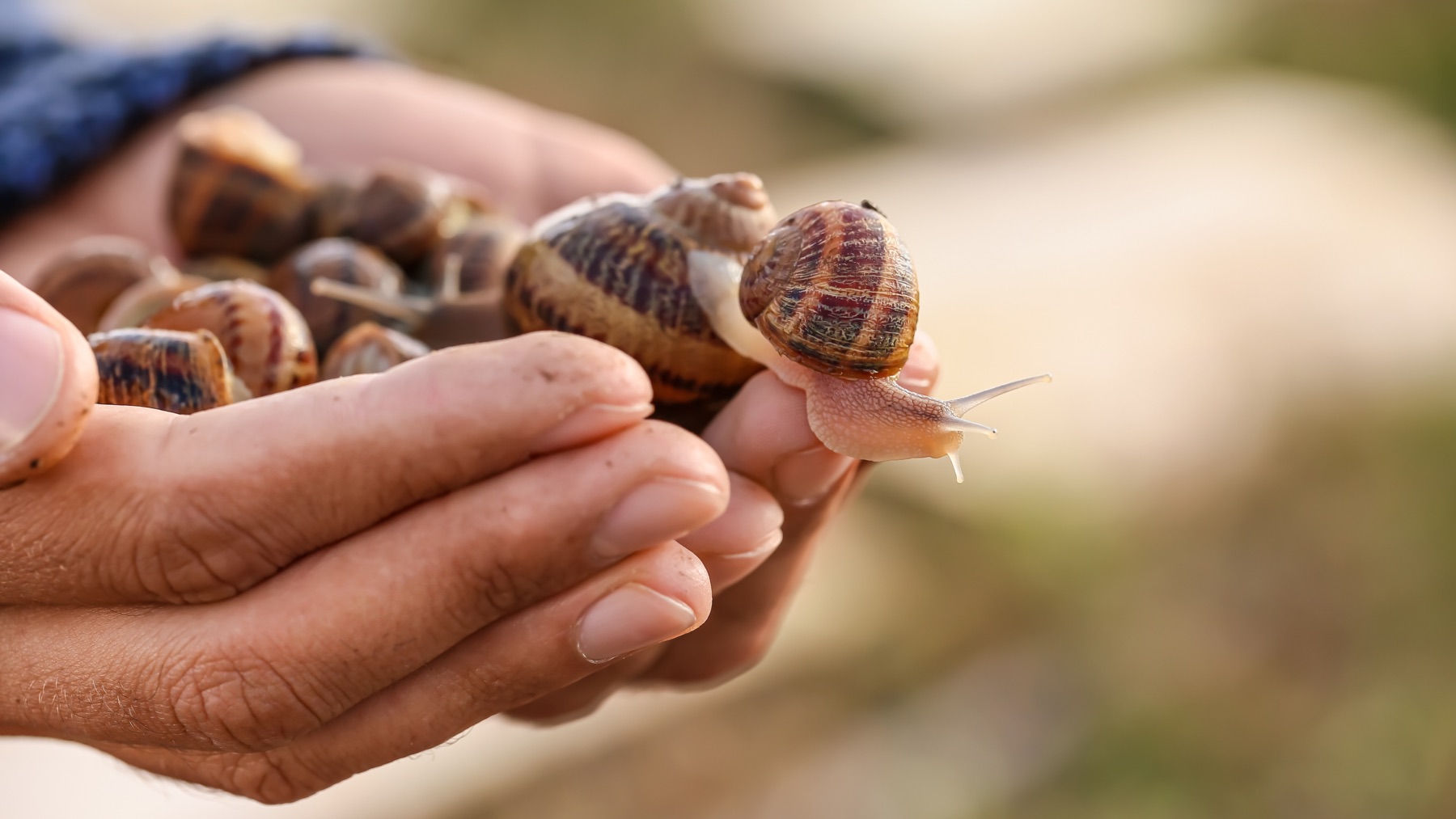 Cría caracoles estando de baja