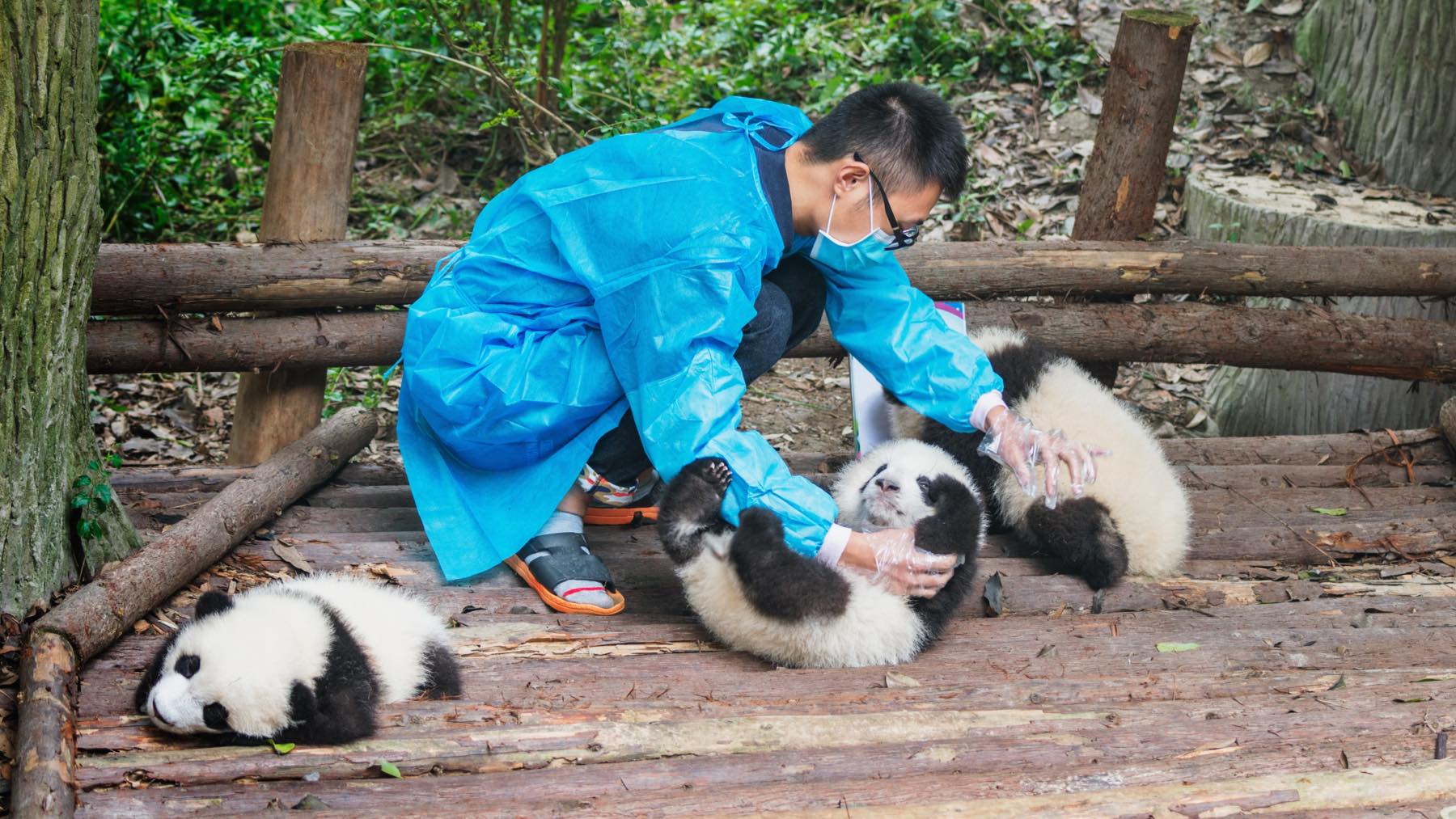Confirmado: buscan personas para cuidar pandas