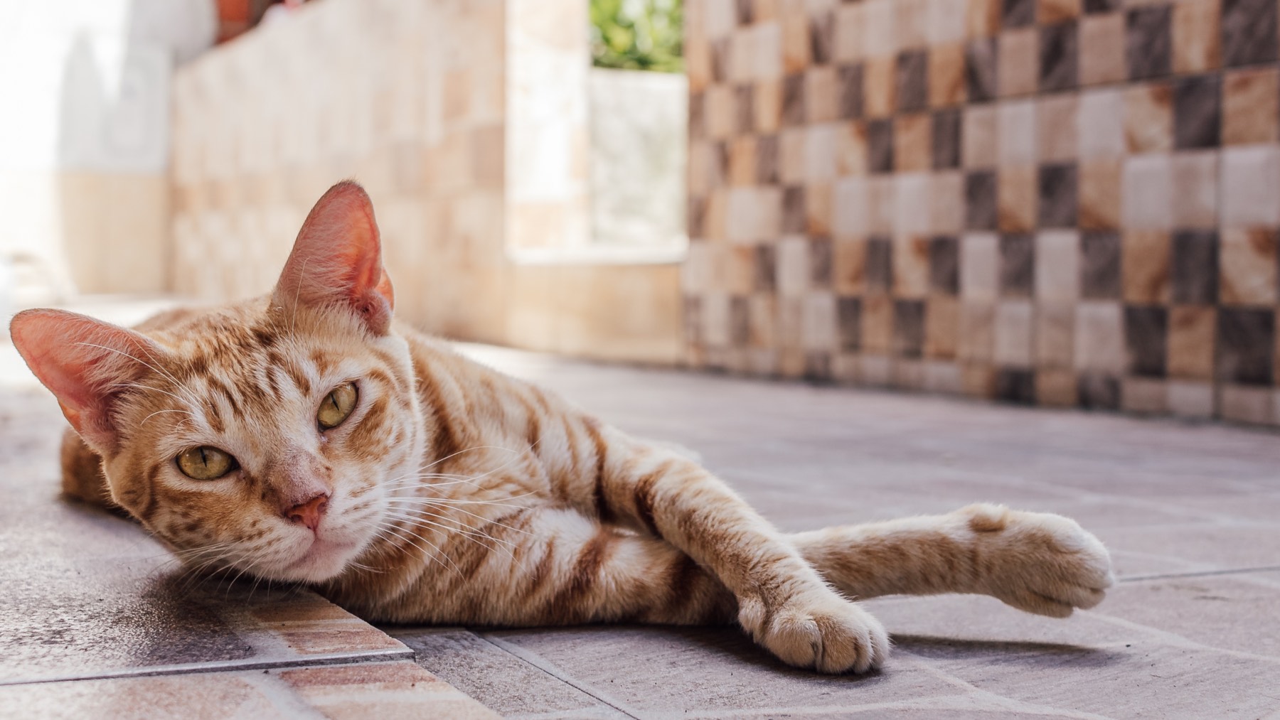 Tener un gato sin cumplir esta norma puede costarte 200.000 euros según la nueva ley en España