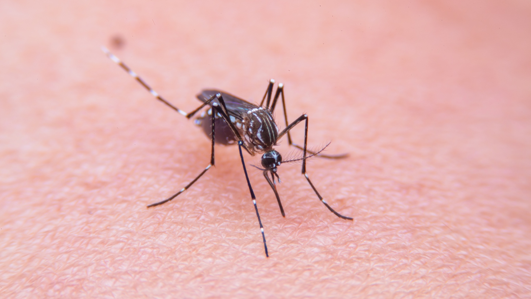 Con papel higiénico acabarás este verano con los mosquitos
