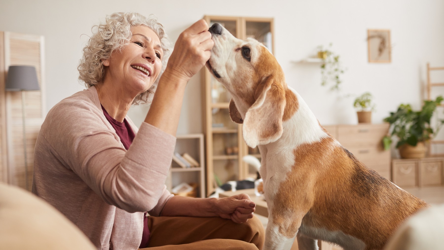 Es oficial: el Imserso permite llevar mascotas en sus viajes... pero esta es la letra pequeña que debes conocer.