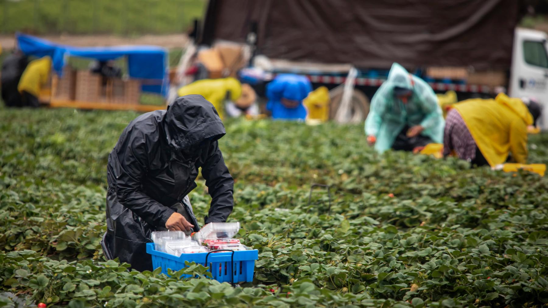 Miles de personas figuran en el paro pero trabajan