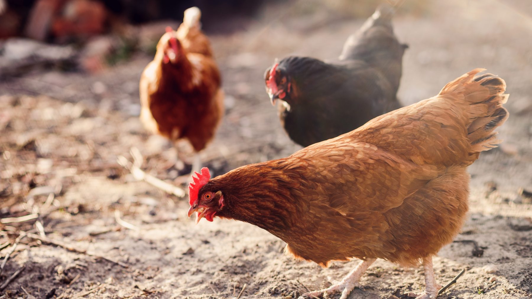 Criar gallinas sin avisar antes a la Administración