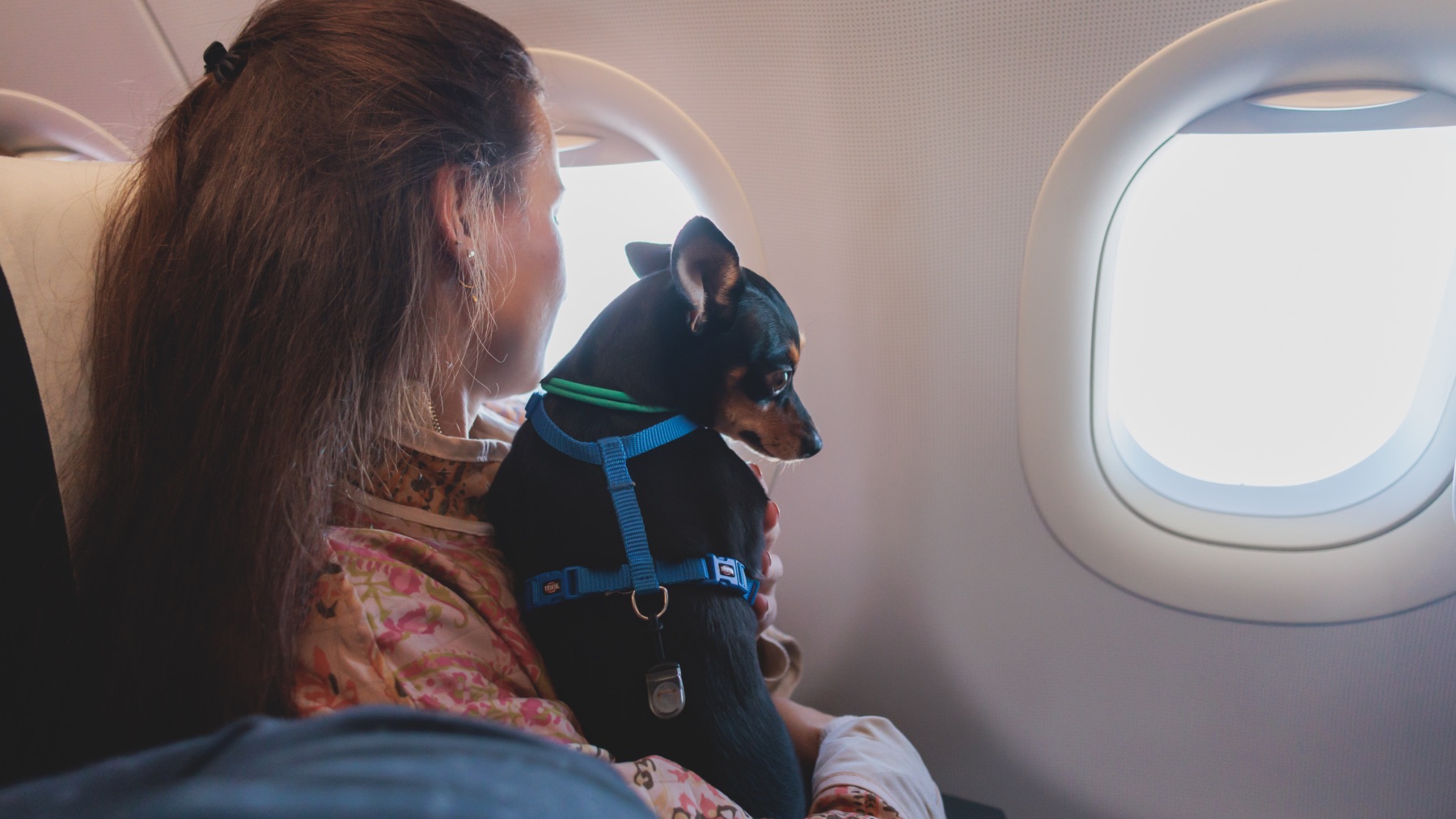 Confirmado: pierden a su mascota mientras vuela