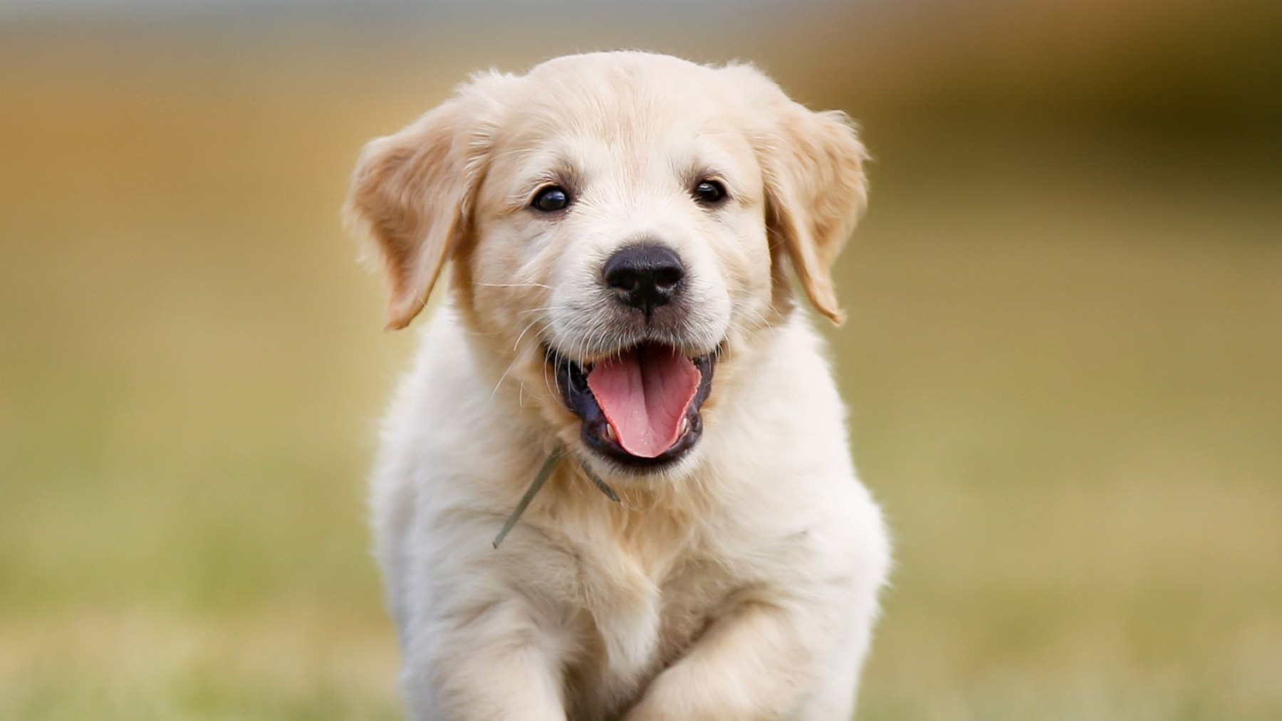 Confirmado por expertos: esta rutina diaria con tu mascota eleva su ansiedad sin que te des cuenta 1 Confirmado por expertos: esta rutina diaria con tu mascota eleva su ansiedad sin que te des cuenta.